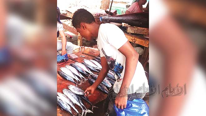الطالب سليمان يبيع الأسماك